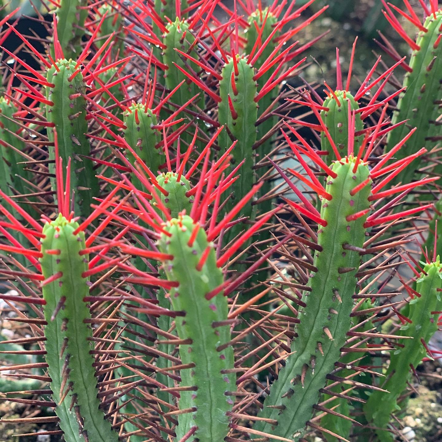 Caring for Euphorbia Enopla (Pincushion Euphorbia)