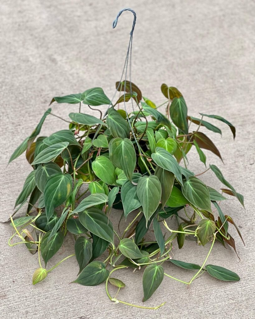 Philodendron Micans instagram @the_plant_stand_of_arizona