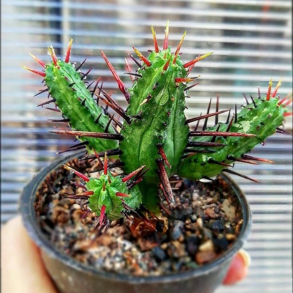 Euphorbia enopla instagram @tooska_fl0wers