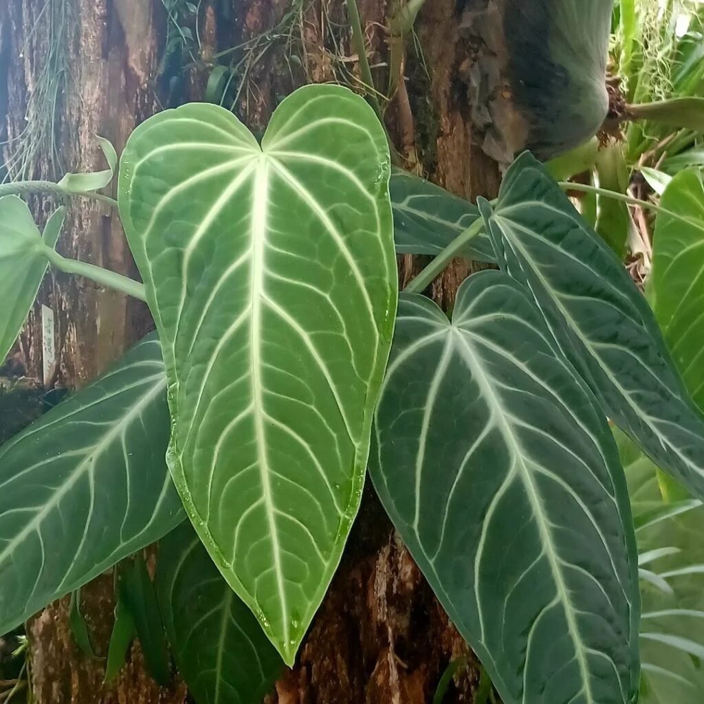 Anthurium Villenaorum instagram @tropenhauspandora