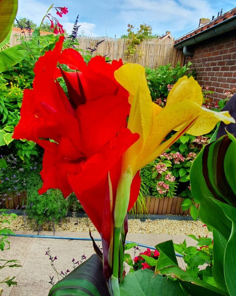 Canna Cleopatra instagram @tropical_gardenfreak