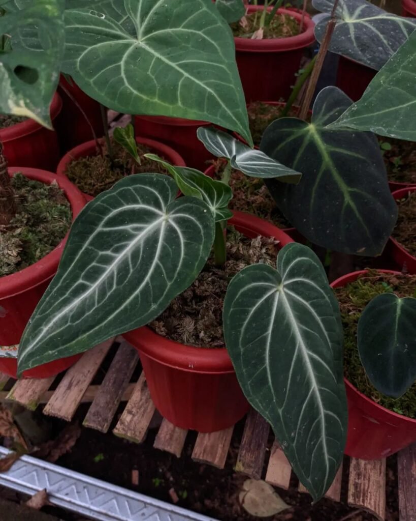 Anthurium Villenaorum instagram @yooplantsshop_