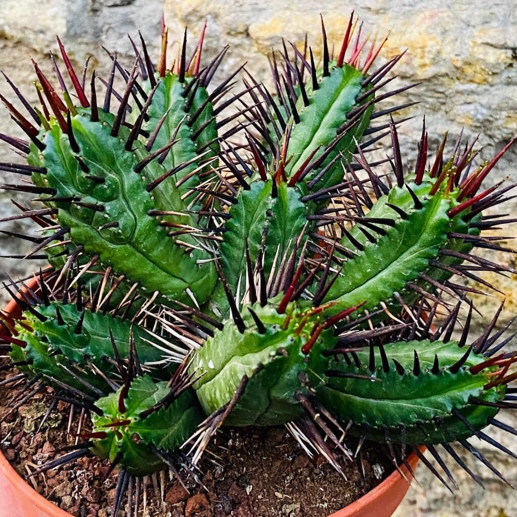 Euphorbia enopla instagram @zoosad61