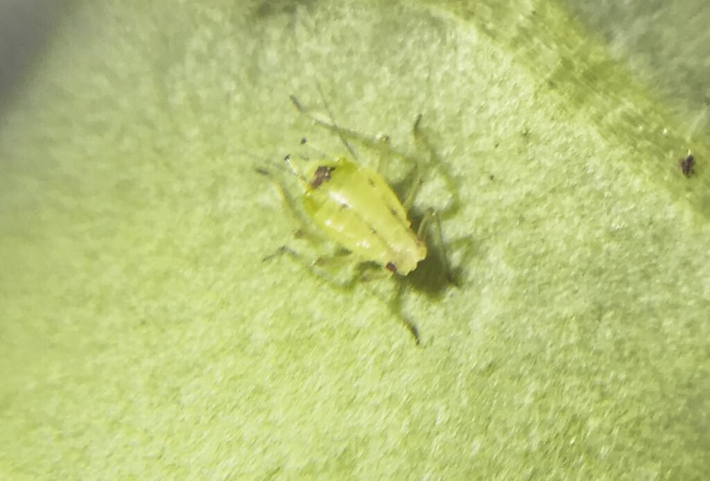 Green Aphid instagram @wildlittlewallace