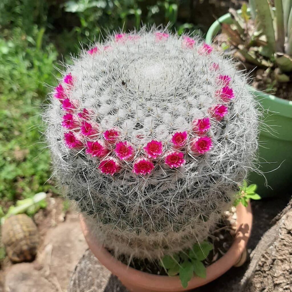 Mammillaria hahniana instagram @19fabio_87