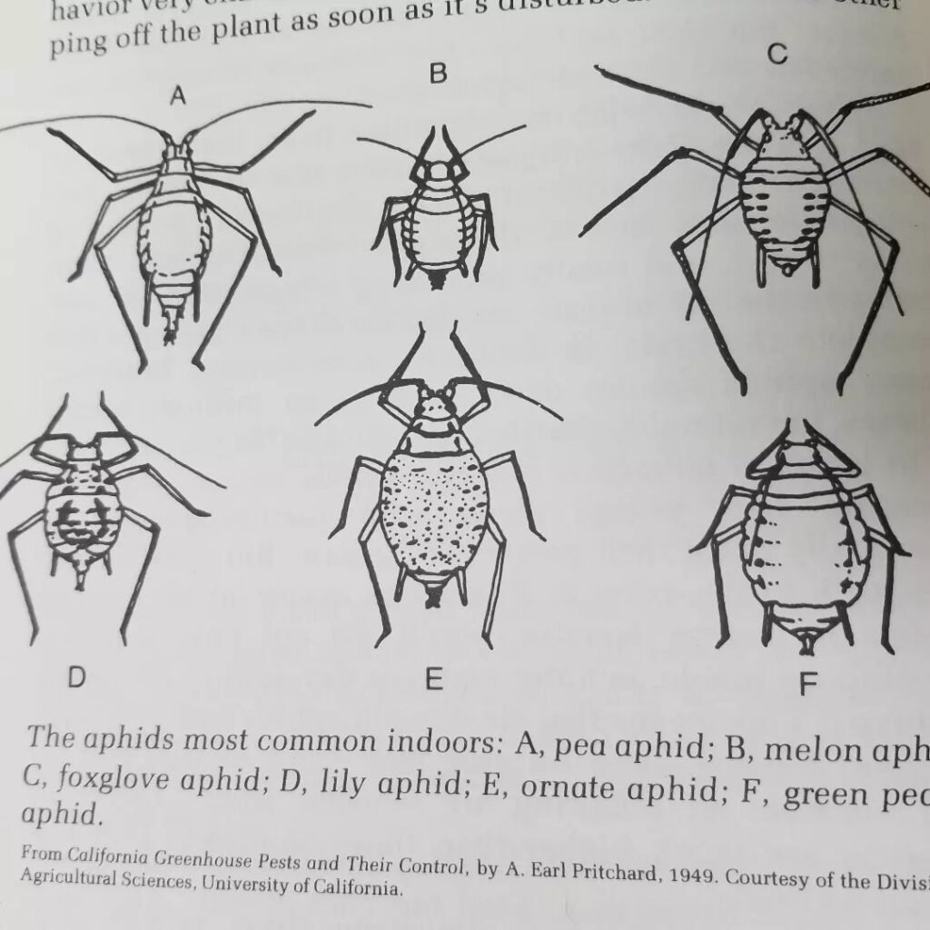 The UK is home to an astonishing variety of over 500 aphid species, a real challenge for gardeners.





