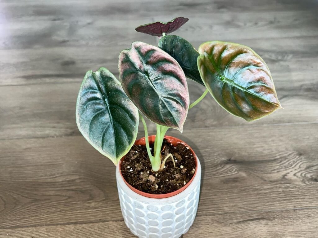 Alocasia Cuprea Red Secret instagram @parksplaceplants