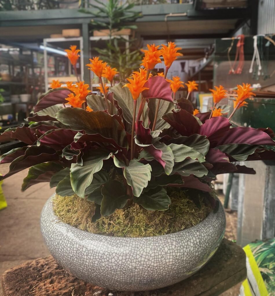 Calathea Crocata instagram @viveirosplantasdoparque