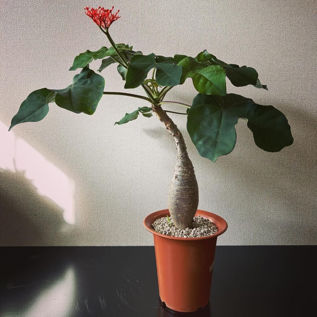 Jatropha podagrica instagram @the_juicy_plants