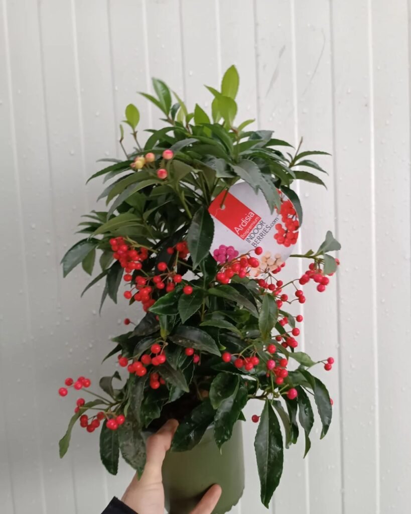 Ardisia crenata instagram @arzelabotanik