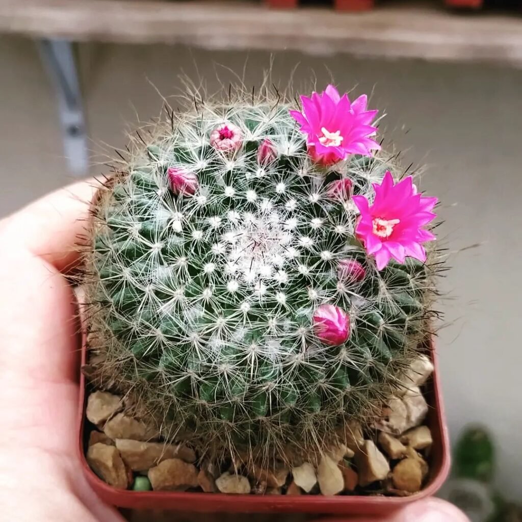 Mammillaria hahniana instagram @cactoscoracaodeespinhos