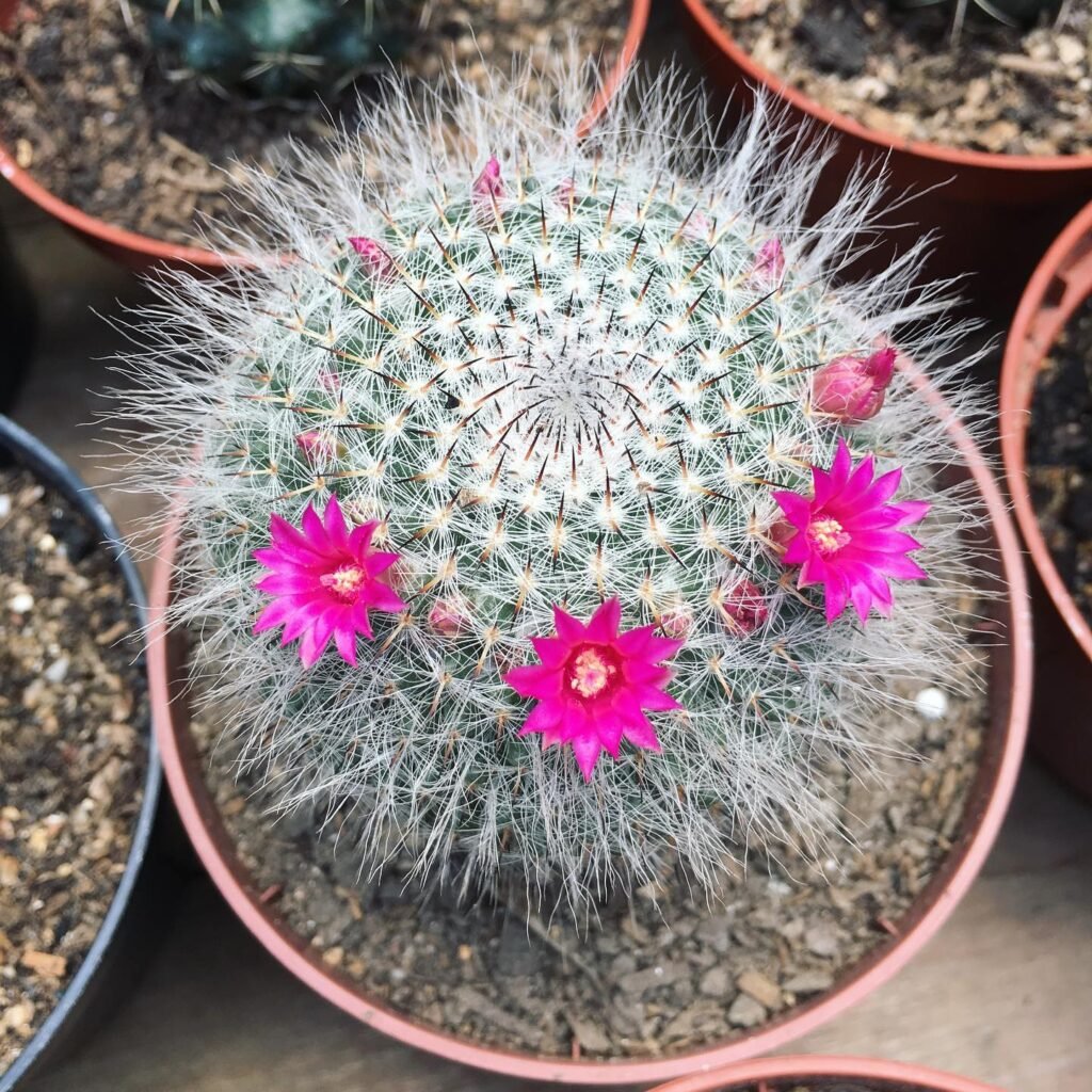 Mammillaria hahniana instagram @cactosdodandan