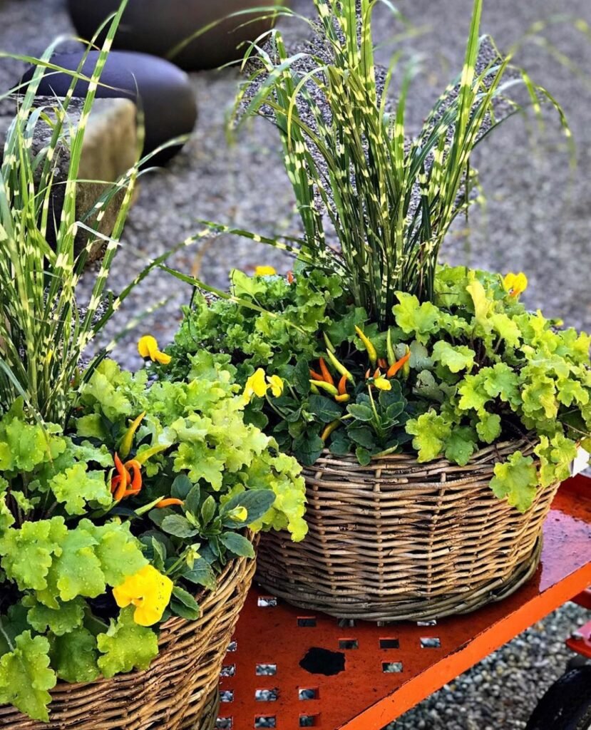 Heuchera Plant instagram @calypsocottage