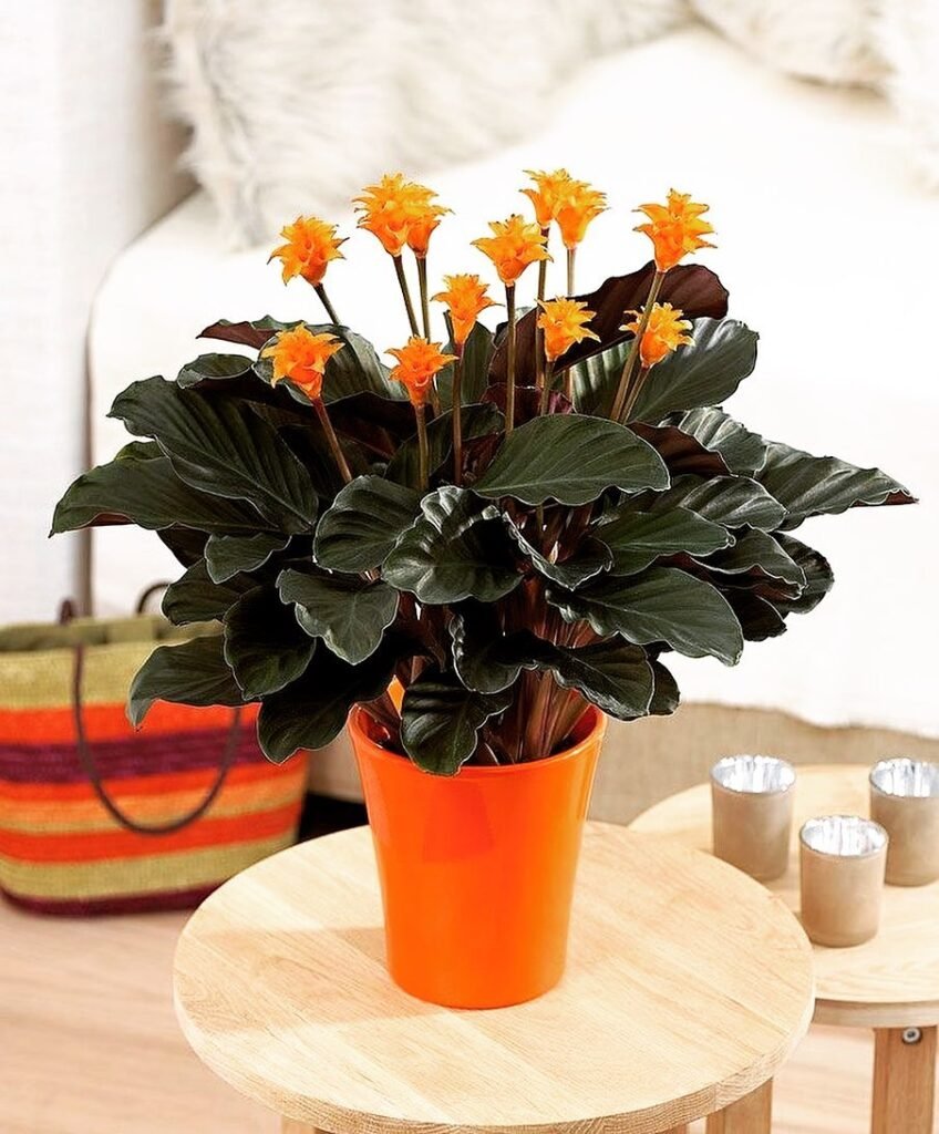 Calathea Crocata instagram @camomilla.ca