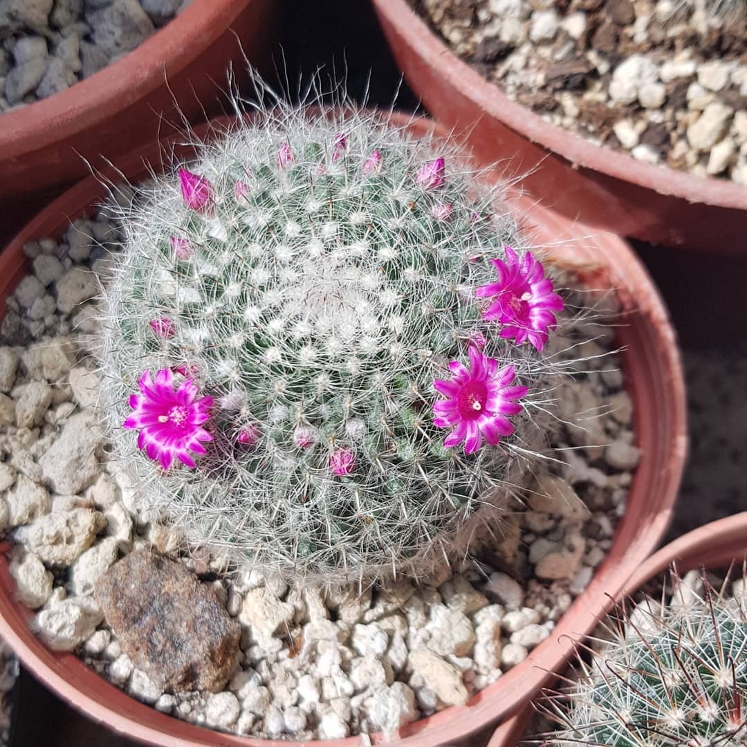 Mammillaria hahniana instagram @cctsking