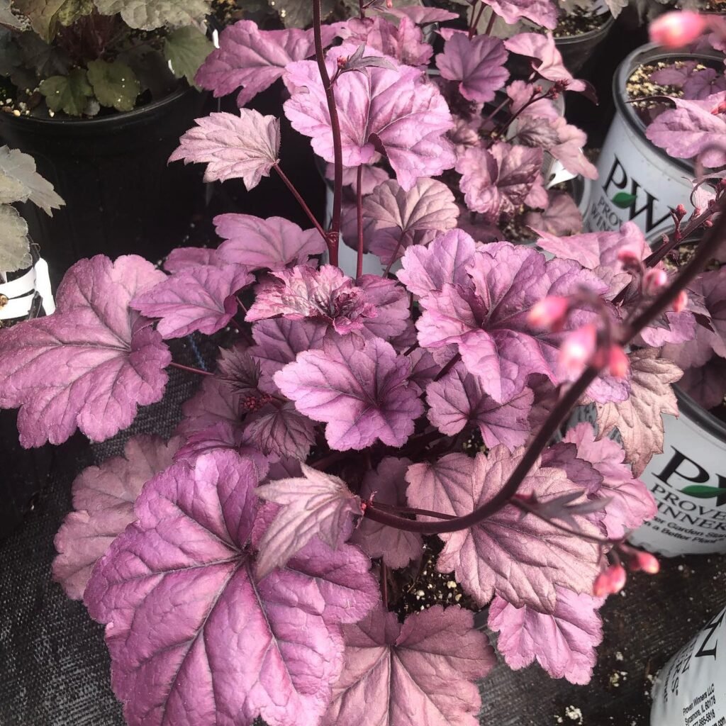 Heuchera Plant instagram @clarkfarmsri