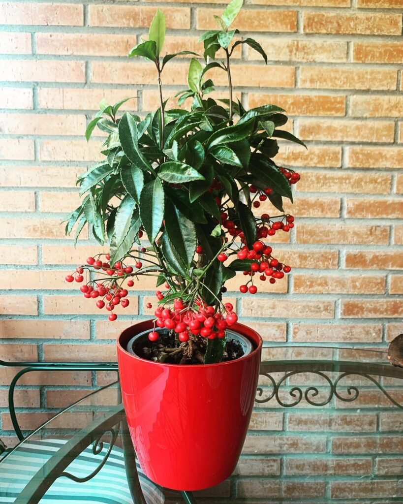 Ardisia crenata instagram @codisplant