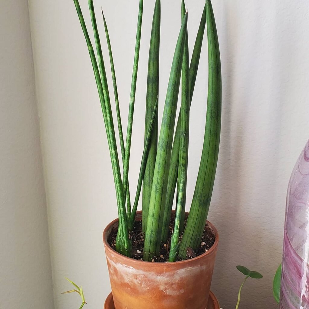 Sansevieria cylindrica instagram @dallas_plant_love