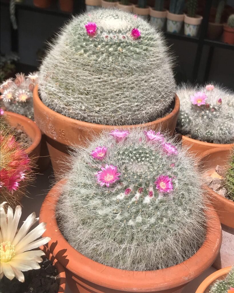 Mammillaria hahniana instagram @danacactus