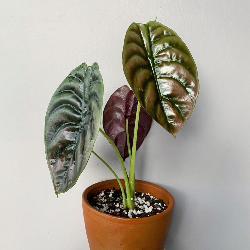 Alocasia Cuprea Red Secret instagram @enchanted_ladybird