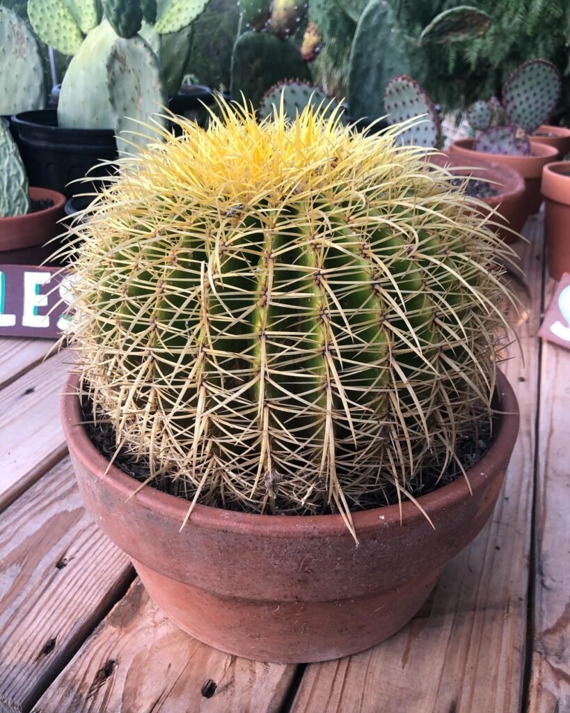 Echinocactus grusonii instagram @espinanursery