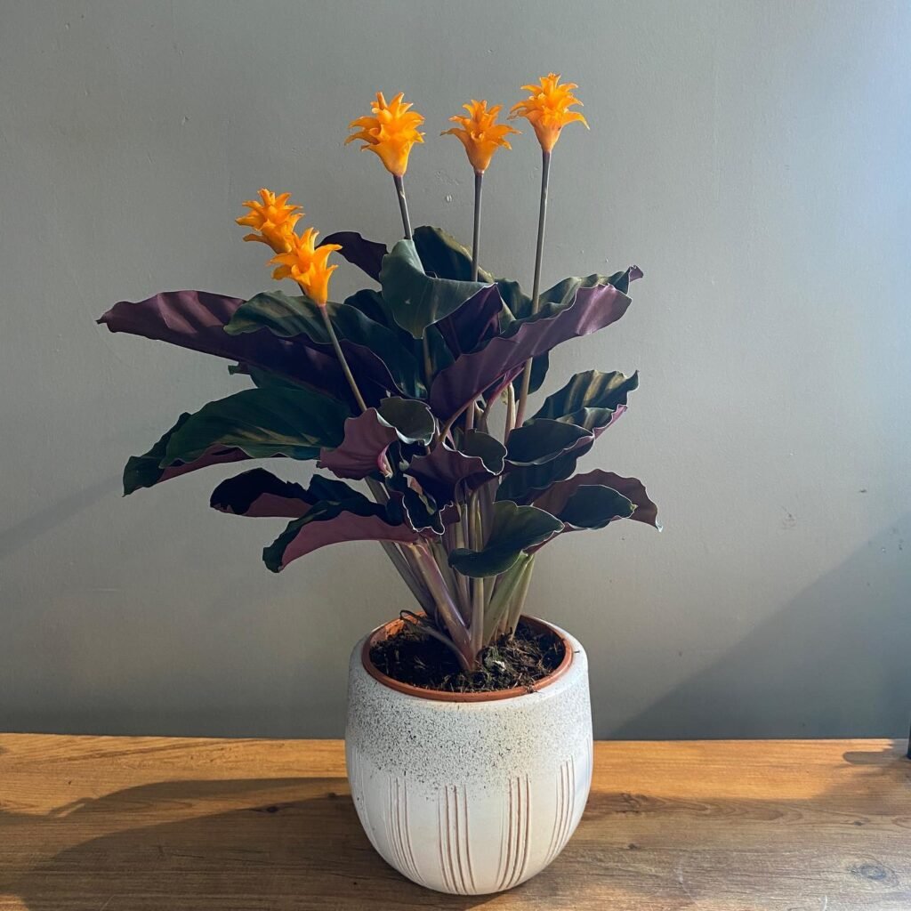 Calathea Crocata instagram @flow.floral