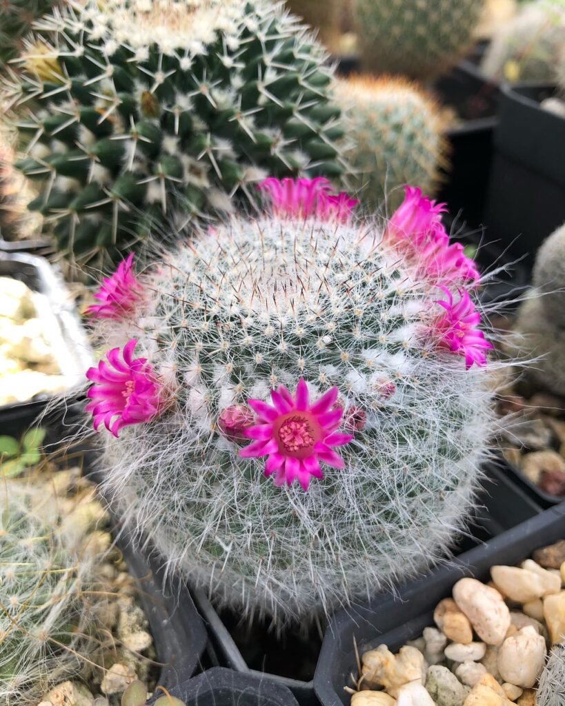 Mammillaria hahniana instagram @gala.sena