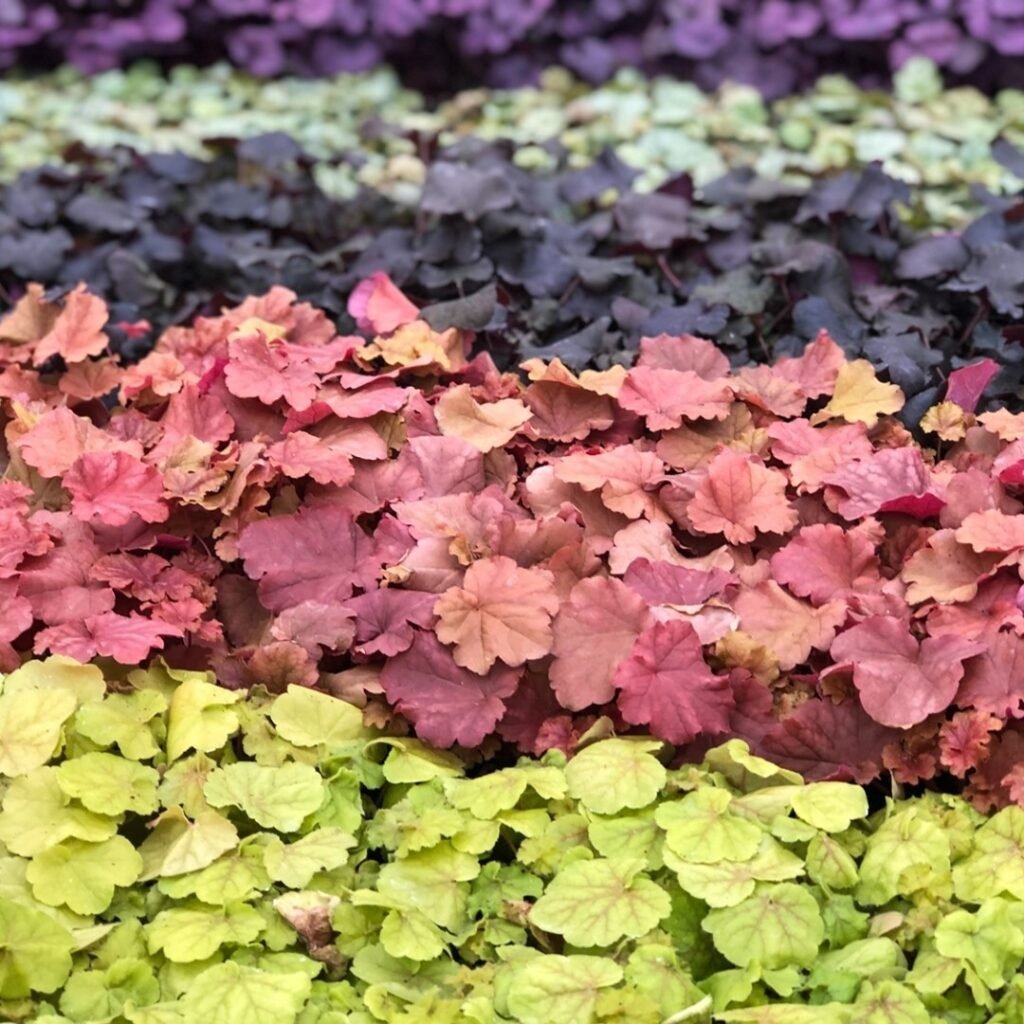 Heuchera Plant instagram @gardencrossings