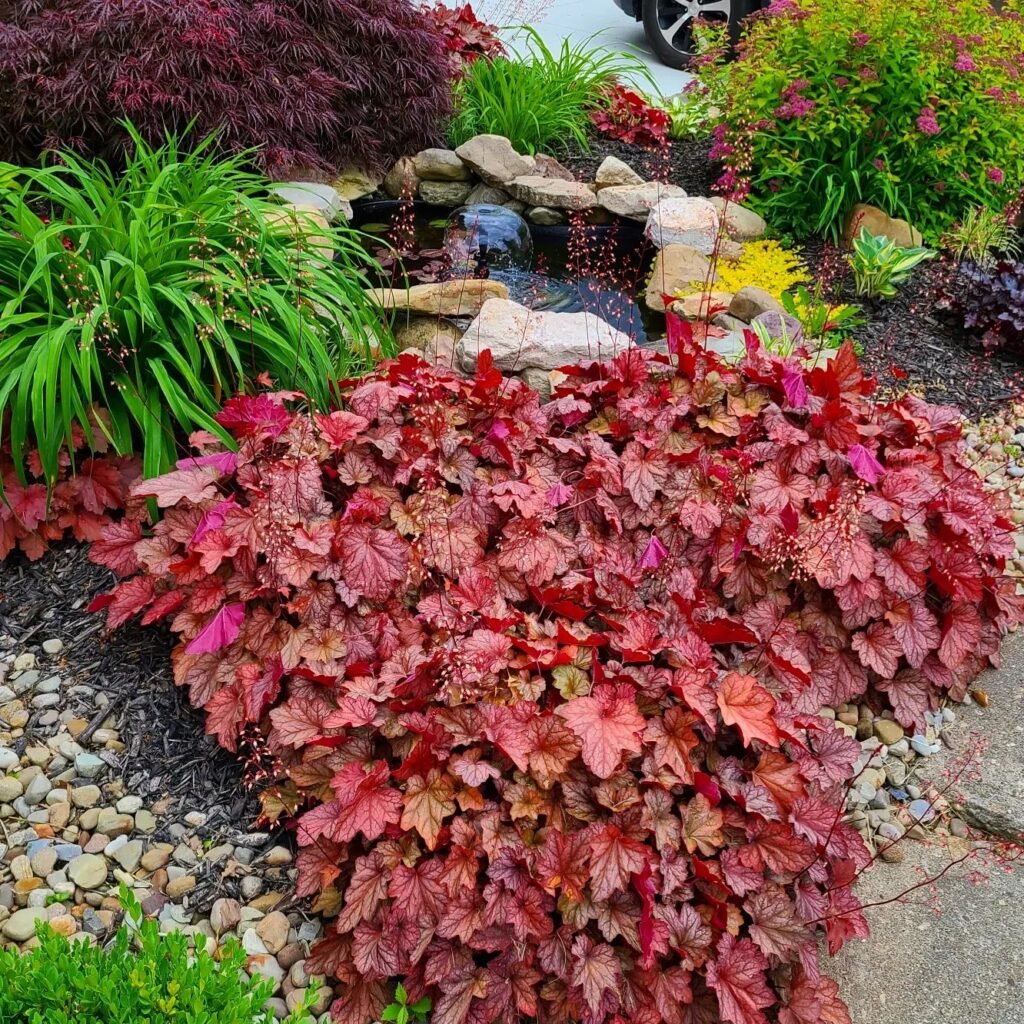 Heuchera Plant instagram @going_as_dirk