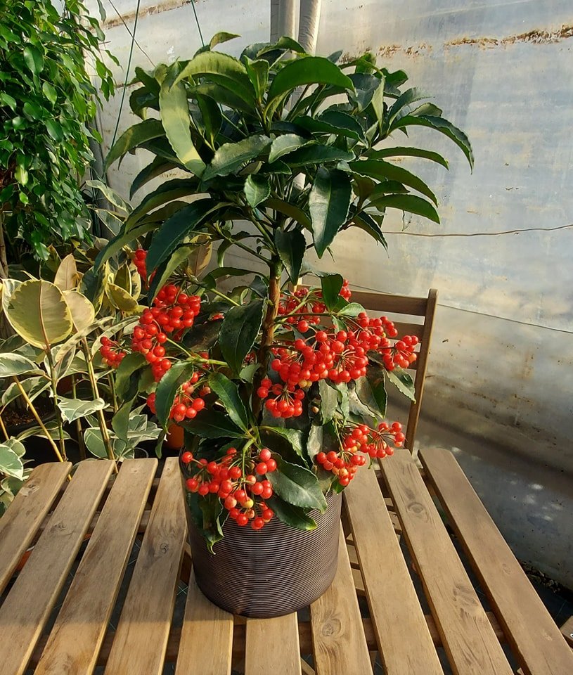 Ardisia crenata instagram @green.planetmk