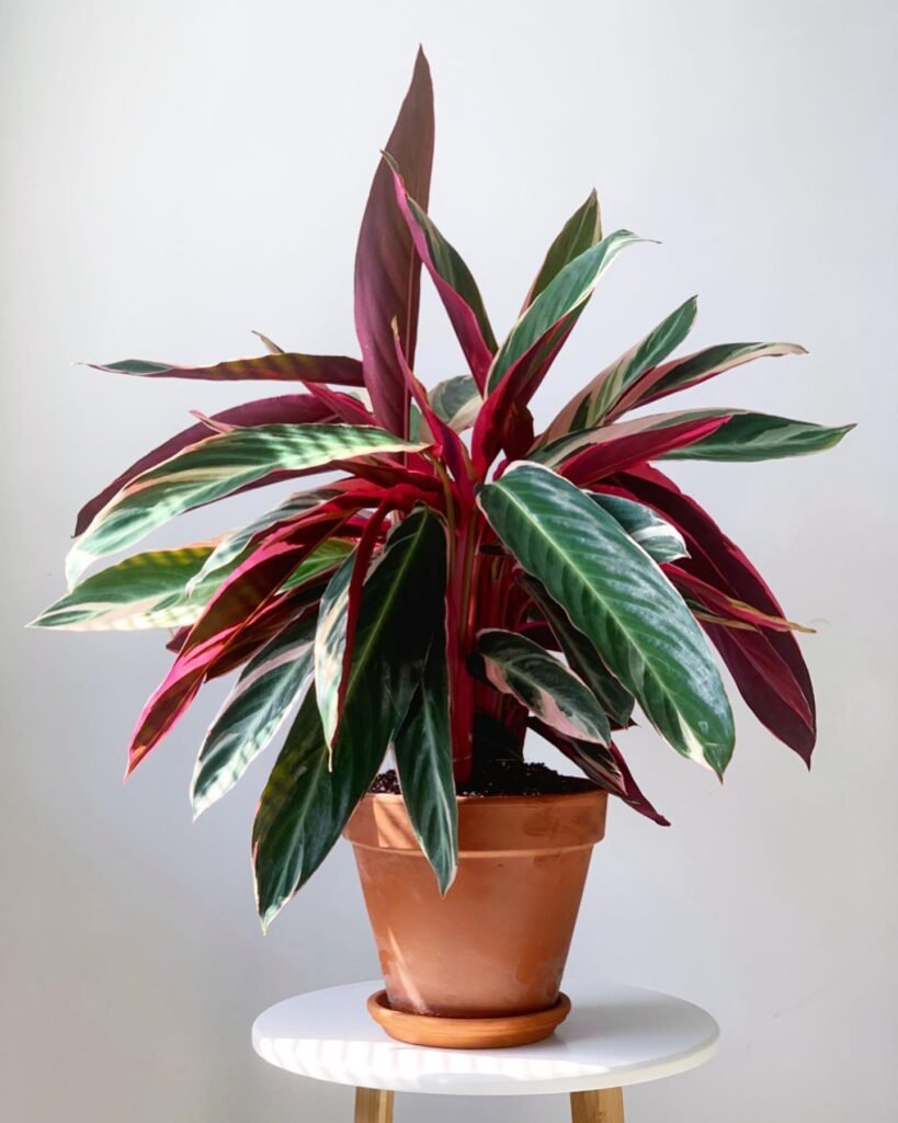 Stromanthe Sanguinea instagram @havenhouseplants