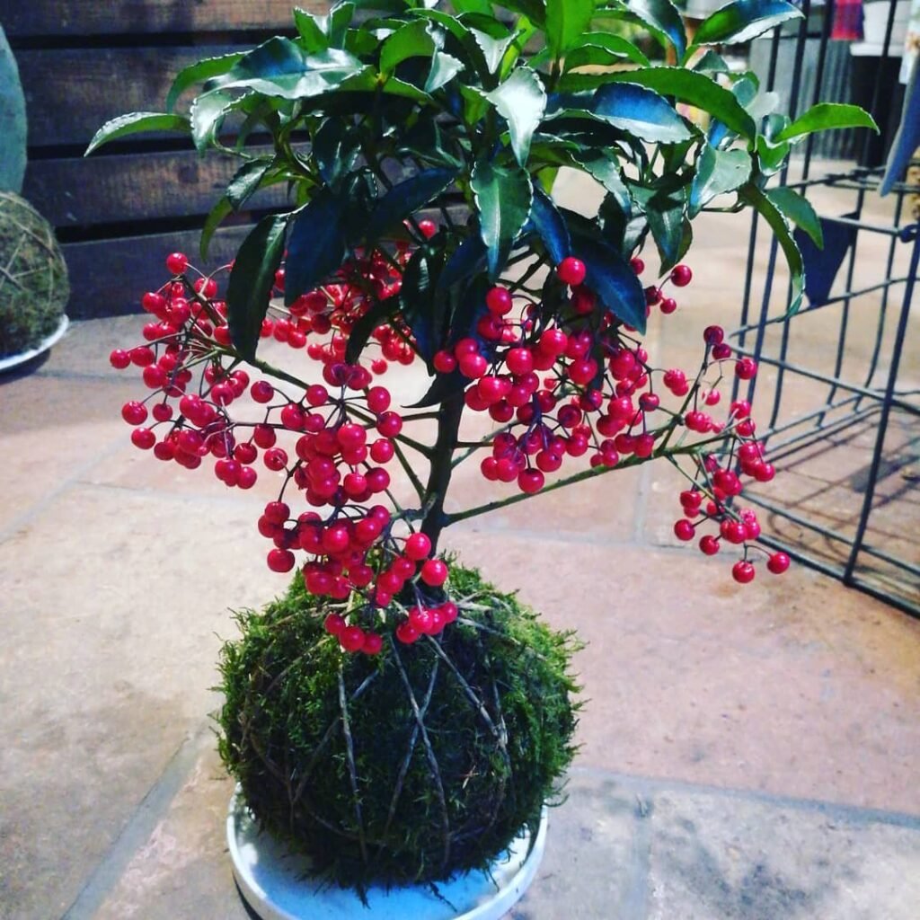 Ardisia crenata instagram @ifiorinellarete