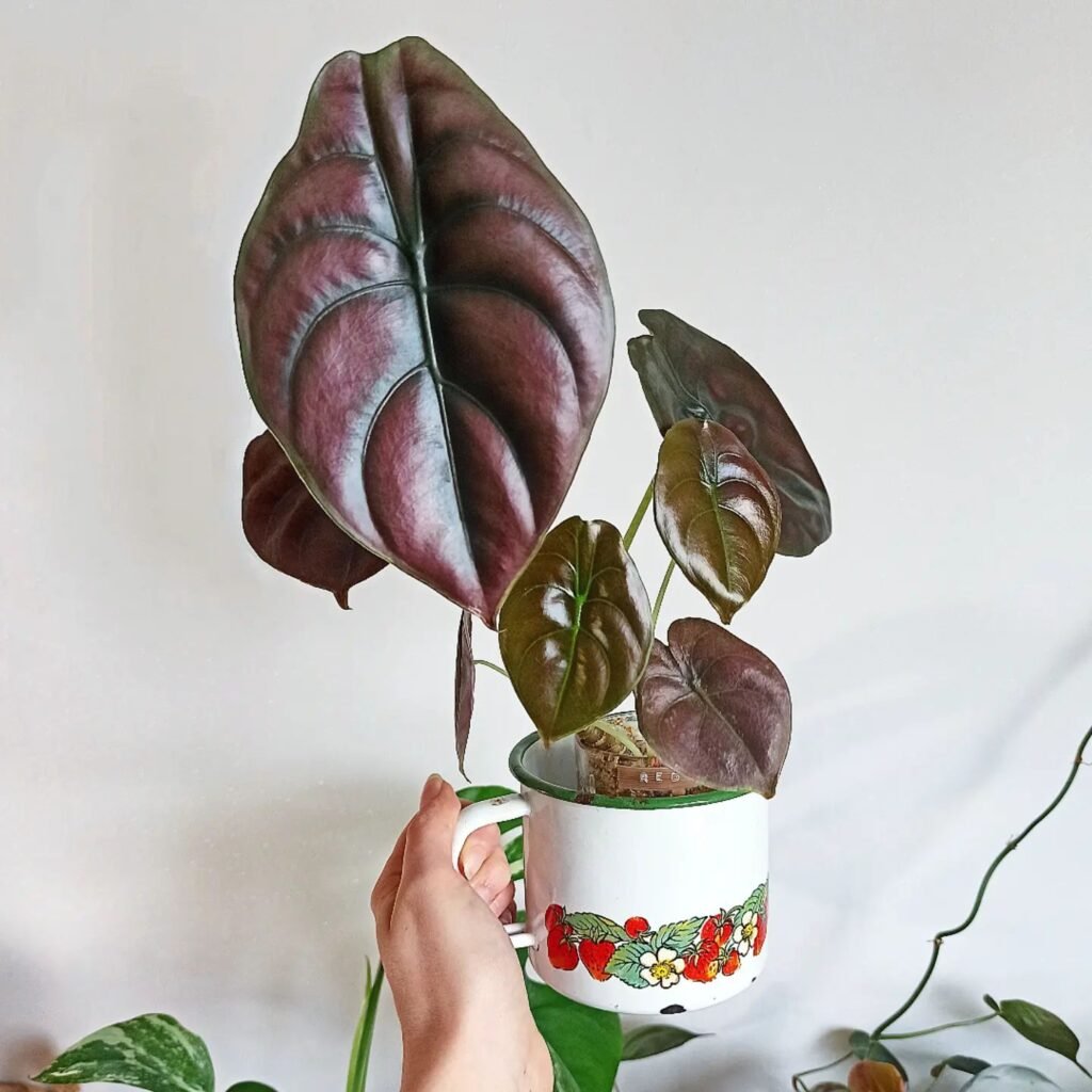 Alocasia Cuprea Red Secret instagram @inspiration.vintage