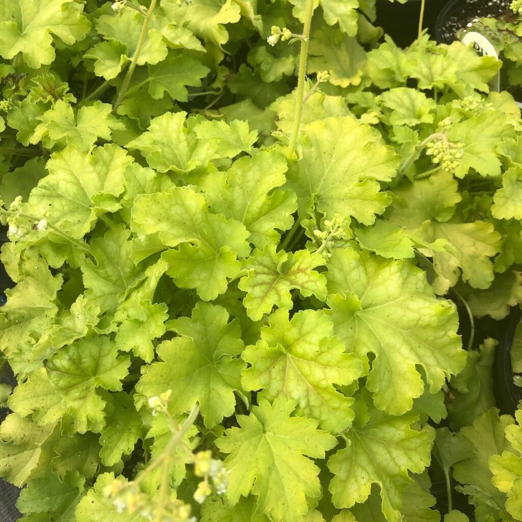 Heuchera Plant instagram @clarkfarmsri