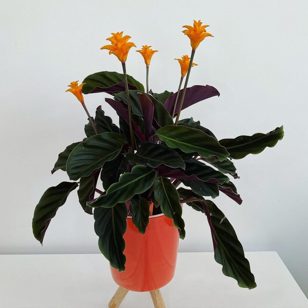 Calathea Crocata instagram @elisaninbitkileri