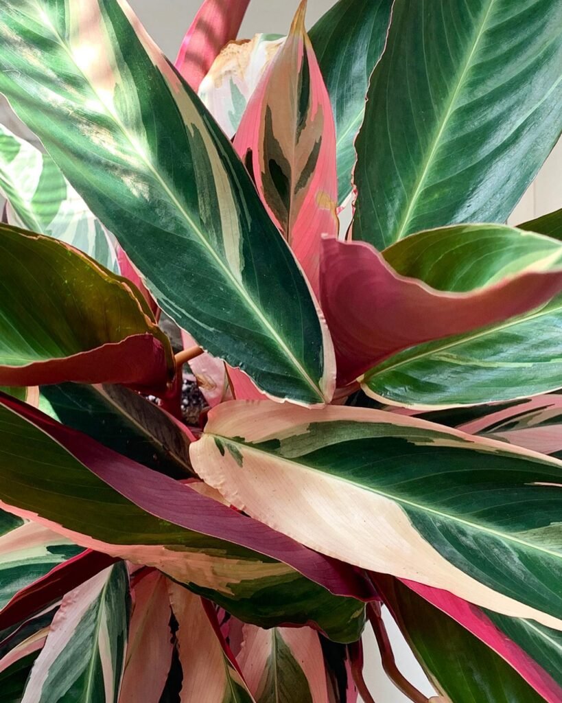 Stromanthe Sanguinea instagram @havenhouseplants