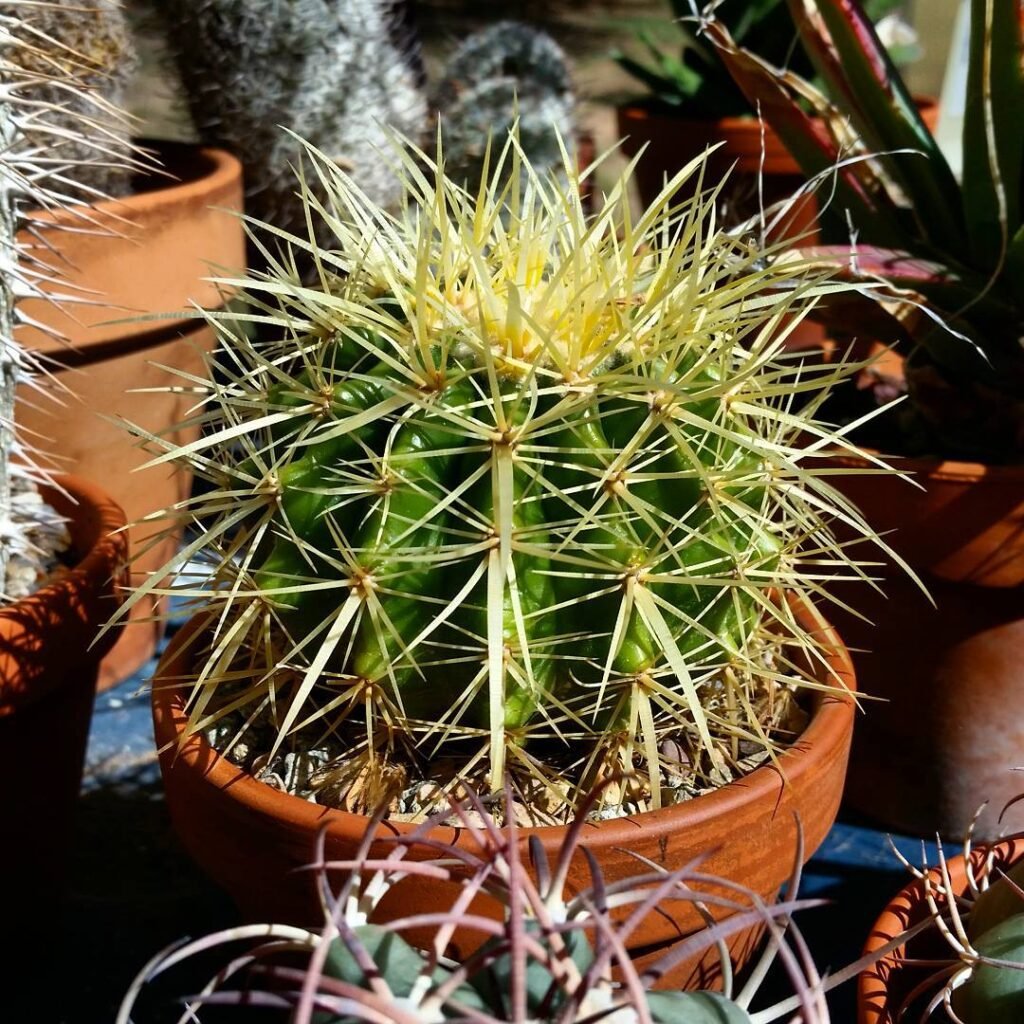 Echinocactus grusonii instagram @jezebel445