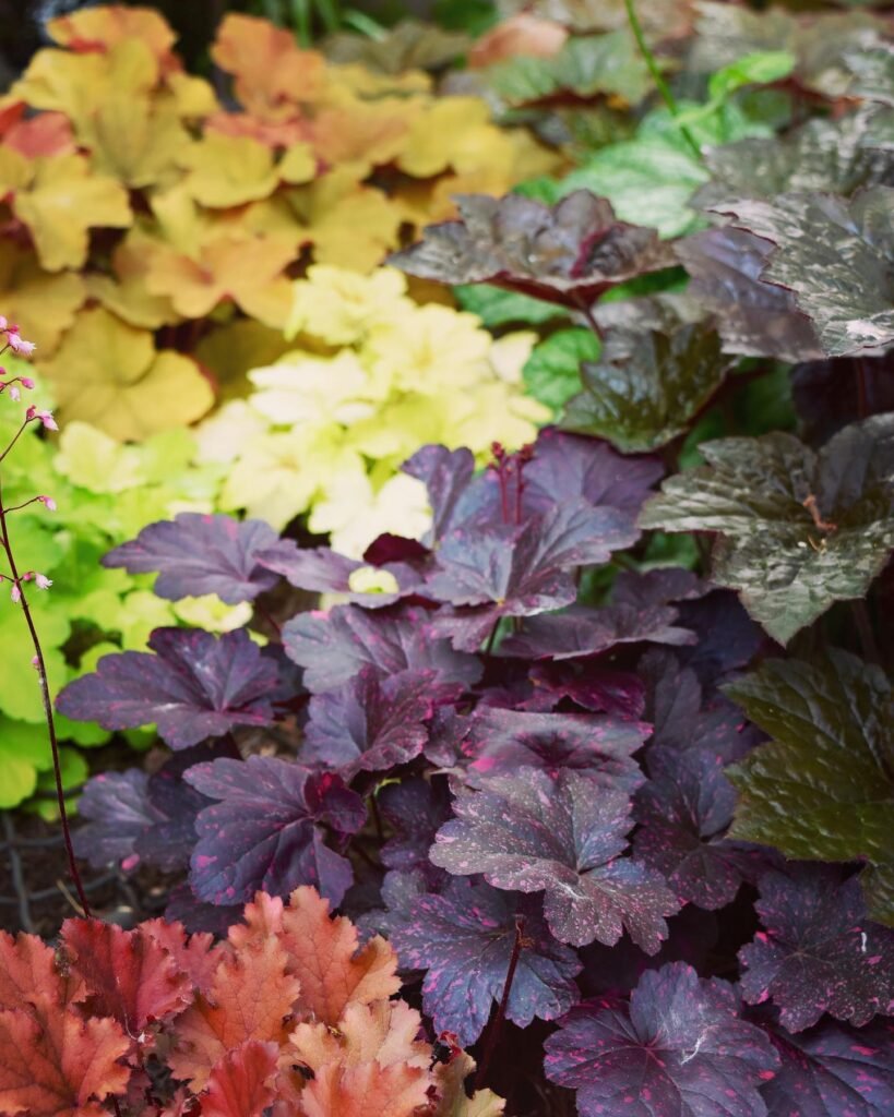 Heuchera Plant instagram @jimcharlier