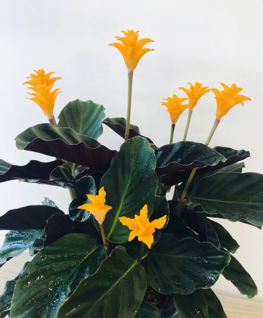 Calathea Crocata instagram @karinca.cicek.tasarim