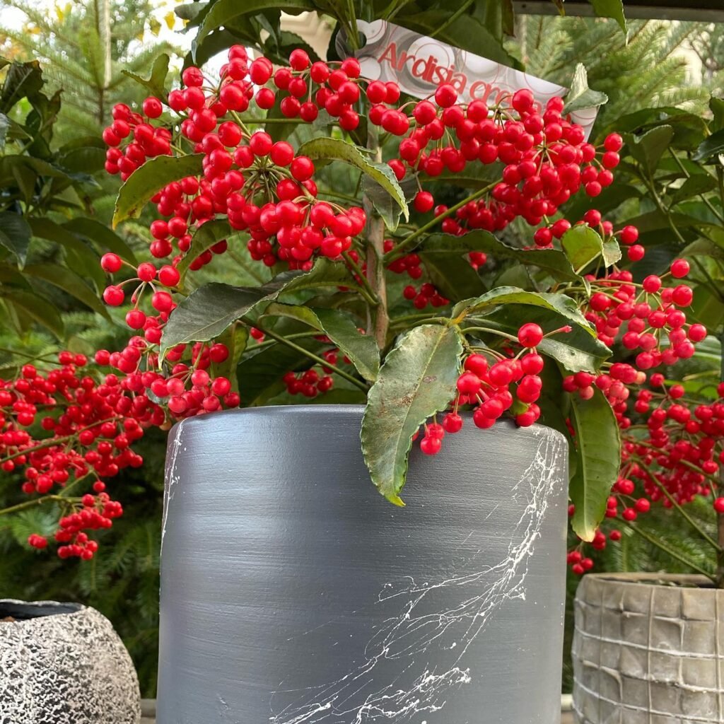 Ardisia crenata instagram @minegardenpeyzaj