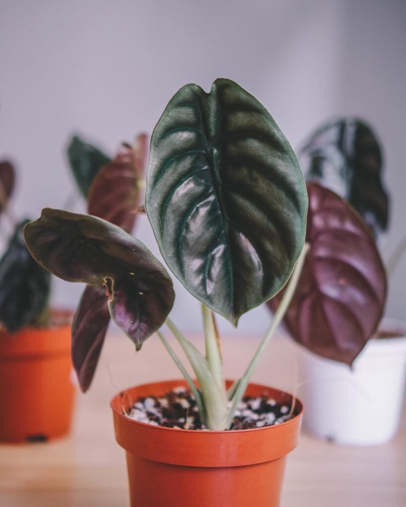 Alocasia Cuprea Red Secret instagram @sestraroom