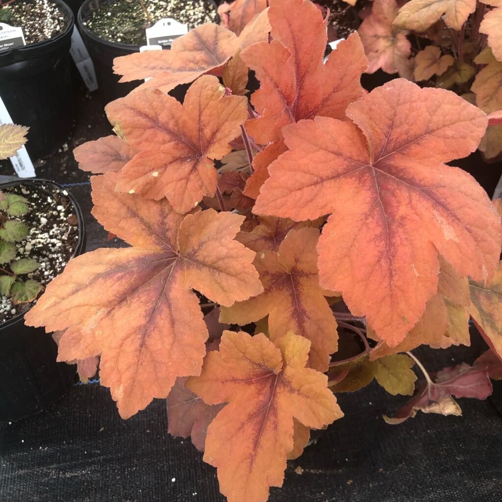 Heuchera Plant instagram @clarkfarmsri