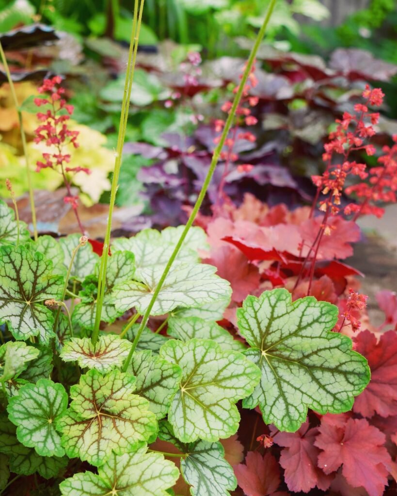 Heuchera Plant instagram @jimcharlier