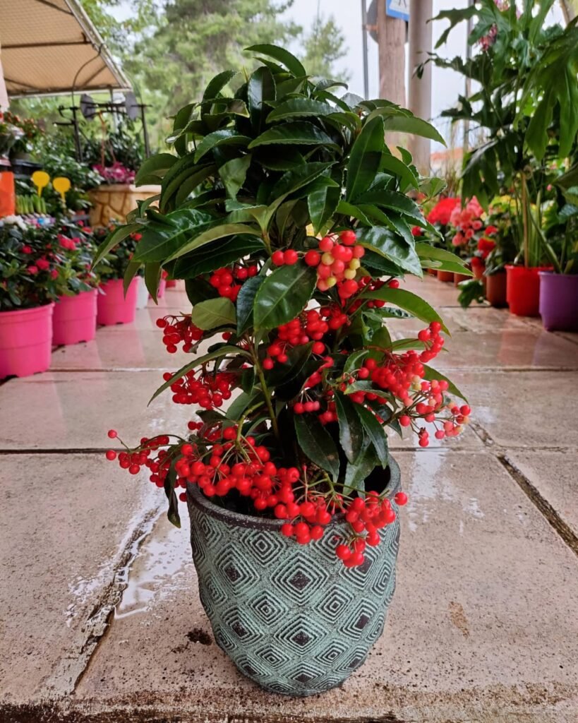 Ardisia crenata instagram @iridaflowers