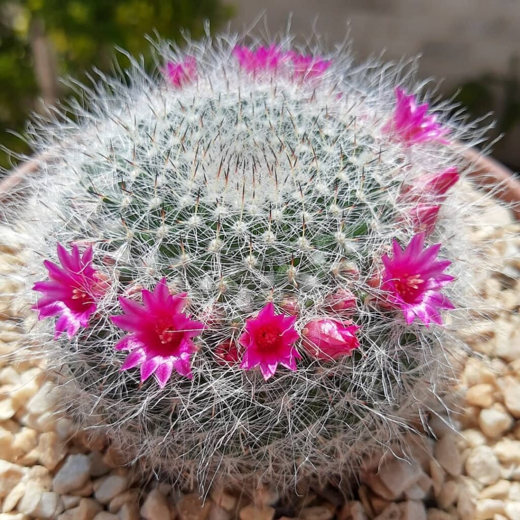 Mammillaria hahniana instagram @jardim_de_cactos