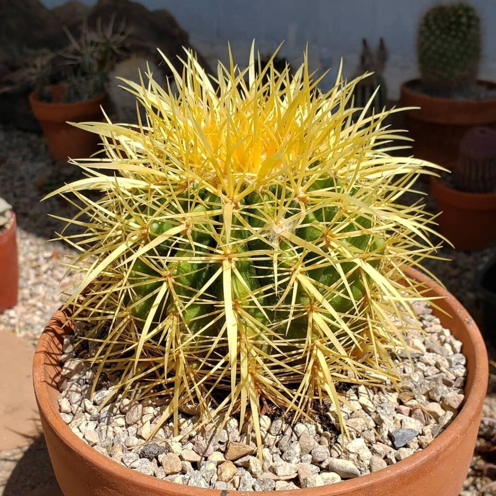 Echinocactus grusonii instagram @jezebel445