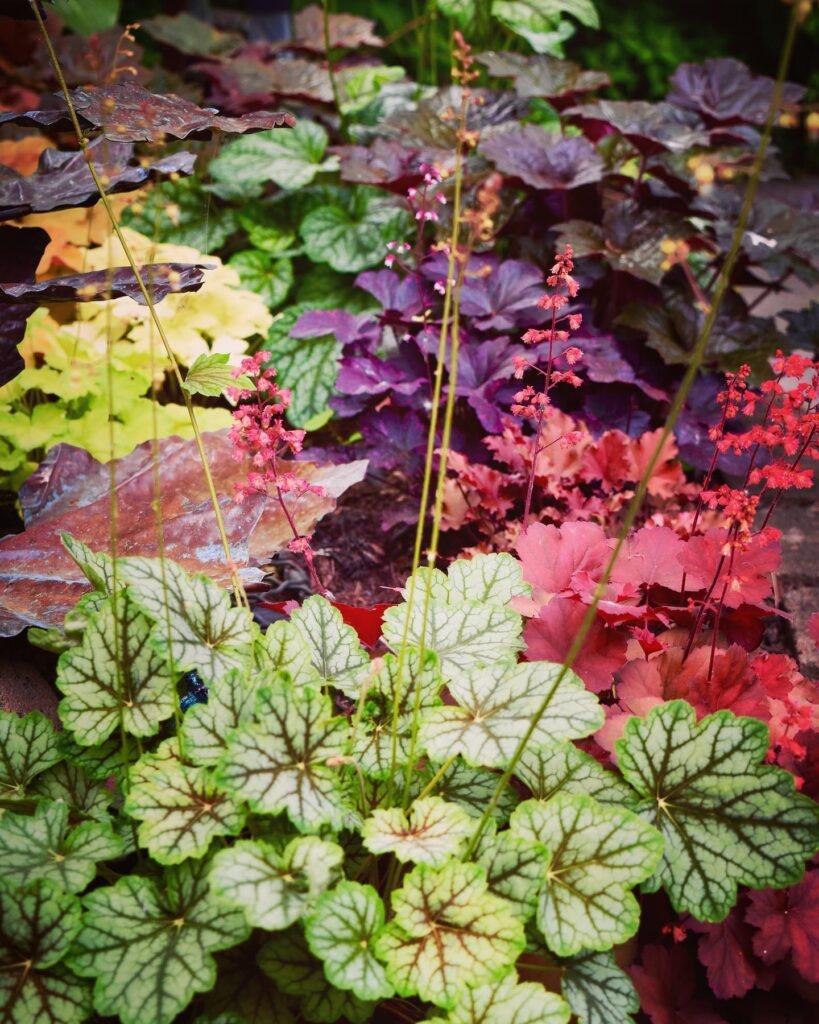 Heuchera Plant instagram @jimcharlier