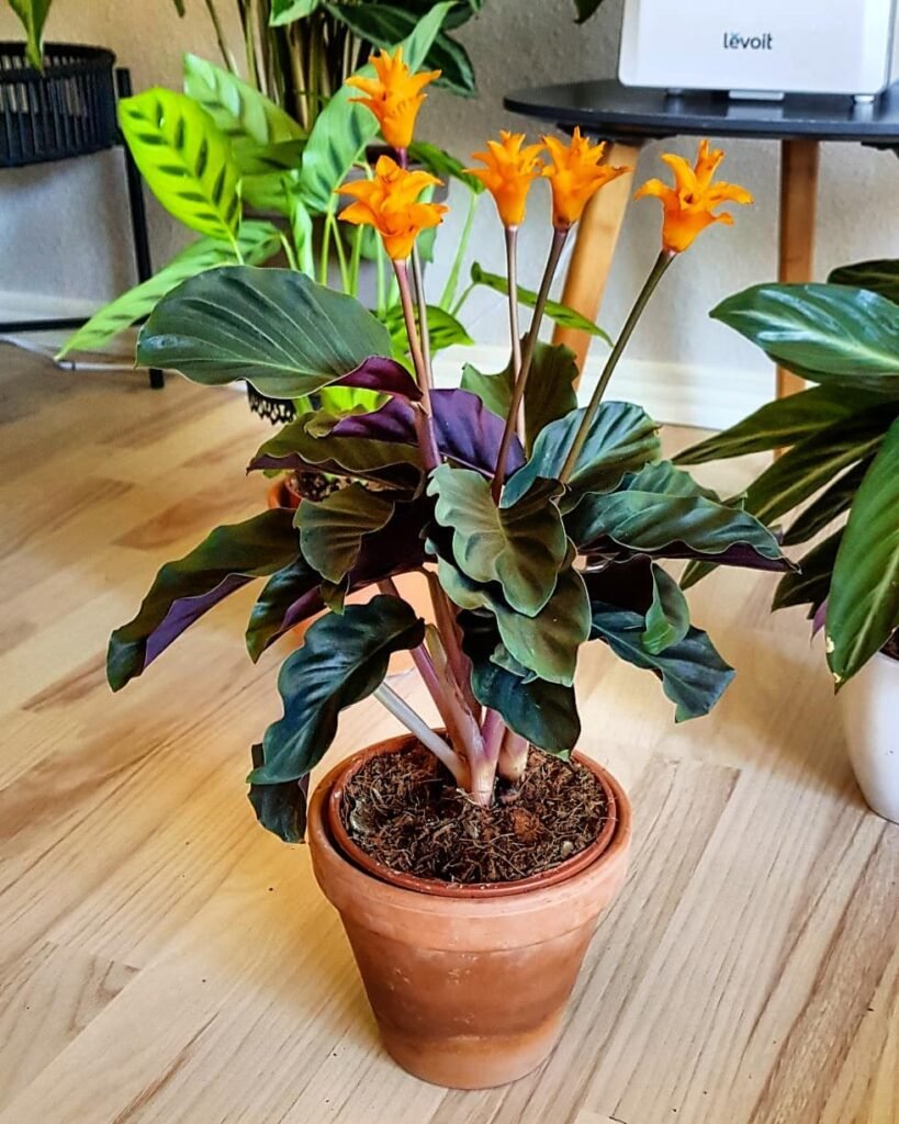 Calathea Crocata instagram @joyfulldane