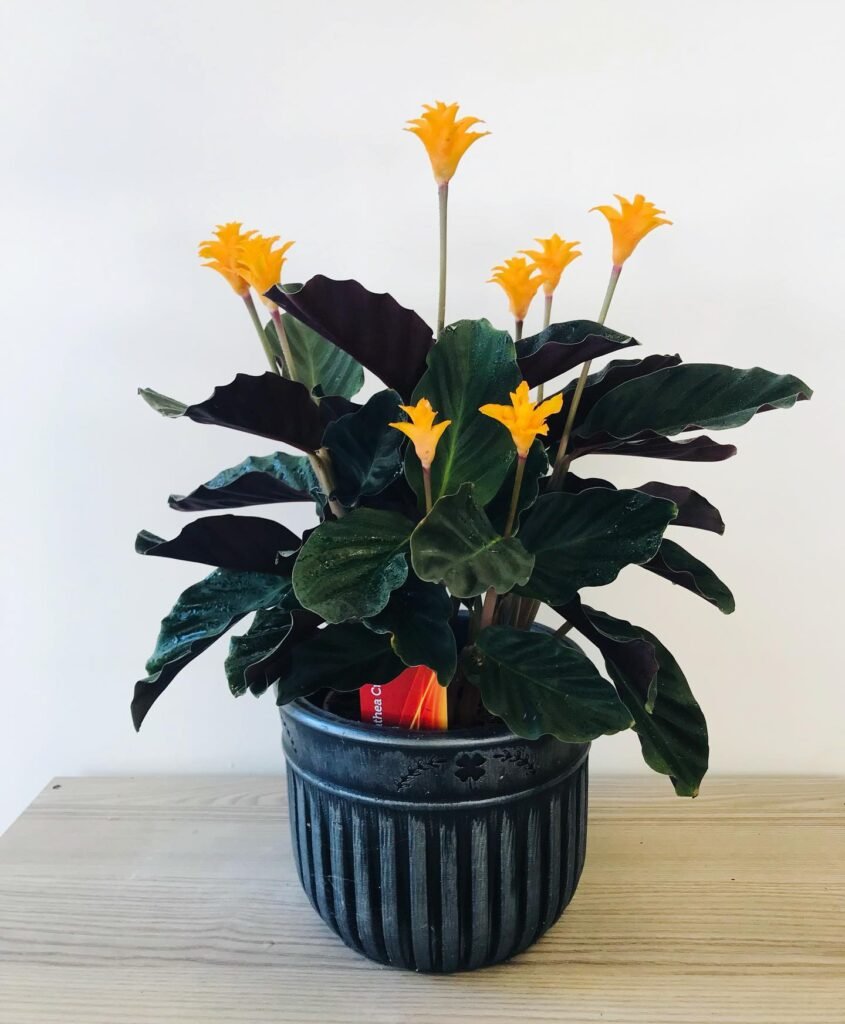 Calathea Crocata instagram @karinca.cicek.tasarim