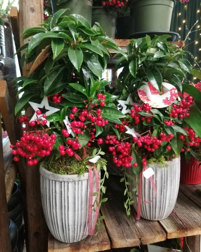 Ardisia crenata instagram @kukkakauppahaakana